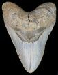 Bargain Megalodon Tooth - North Carolina #41156-1